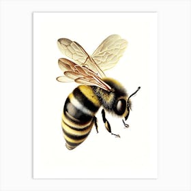 Sting Bee 3 Vintage Art Print