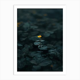 Single Flower In The Dark 11 Art Print