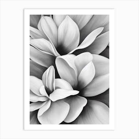 Magnolia B&W Pencil 2 Flower Art Print