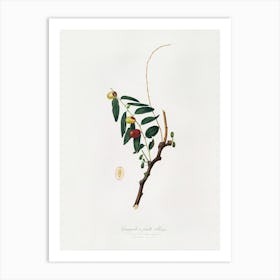 Jujube (Ziziphus Vulgaris) From Pomona Italiana (1817 1839), Giorgio Gallesio Art Print