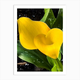 Yellow Calla Lillies Art Print