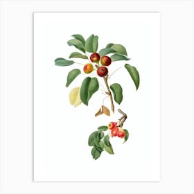 Vintage Musky Pear Botanical Illustration on Pure White n.0575 Art Print