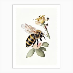 Pollinator Bee 5 Vintage Art Print