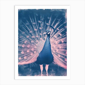 Pink & Blue Peacock Feathers Art Print