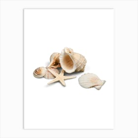 Colored seashells. Seashells. Summer.3 Art Print