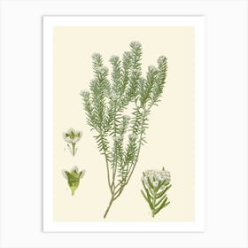 Thyme Art Print