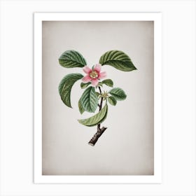 Vintage Chinese Quince Botanical on Parchment Art Print