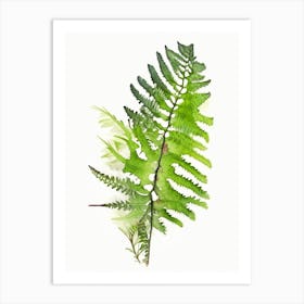 Tripinnatifid Spleenwort Watercolour Art Print