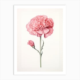 Carnations Flower Vintage Botanical 2 Art Print