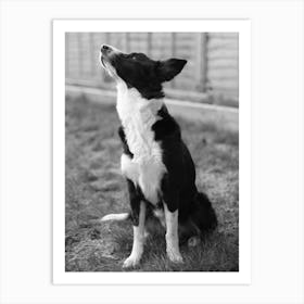 Border Collie Gazing Art Print