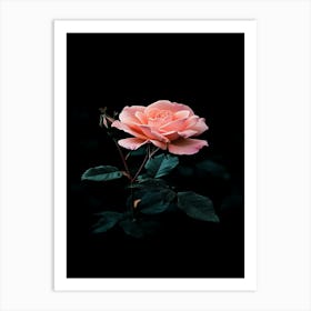 Pink Rose On Black Background 11 Art Print