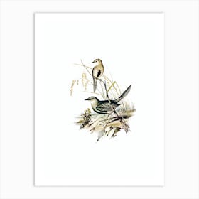 Vintage Brown Songlark Bird Illustration on Pure White n.0381 Art Print