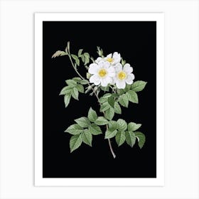 Vintage White Rosebush Botanical Illustration on Solid Black n.0177 Art Print