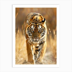 Tiger Walking In The Grass Art Print