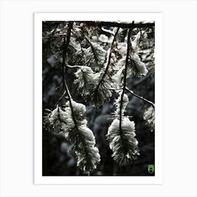 Snowy Pine Branches 20201004 174ppub Art Print