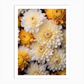 Chrysanthemums 6 Art Print