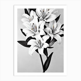 Lilies B&W Pencil 2 Flower Art Print