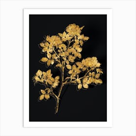 Vintage Rose Corymb Botanical in Gold on Black n.0490 Art Print