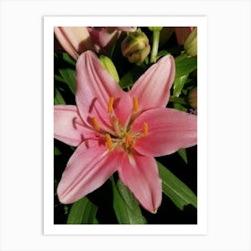 Pink Lily 1 Art Print