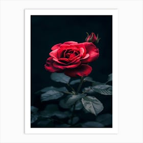 Dark Rose 28 Art Print