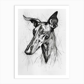 Ibizan Hound Dog Line Sketch  1 Art Print