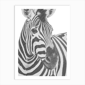 Zebra Art Print