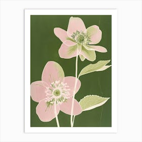 Pink & Green Hellebore 3 Art Print