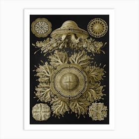 Vintage Haeckel 19 Tafel 28 Scheibenquallen Art Print