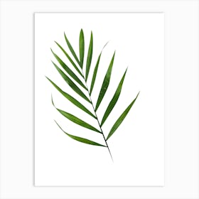 Palm Leaf Isolated On White Background Art Print