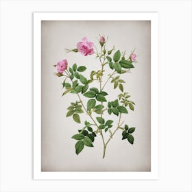 Vintage Pink Flowering Rosebush Botanical on Parchment n.0440 Art Print