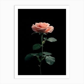 Pink Rose On Black Background 54 Art Print