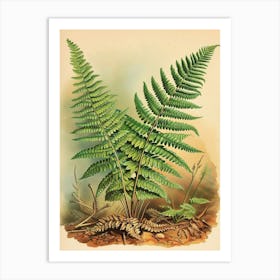 Vintage Illustration Giant Chain Fern 2 Art Print