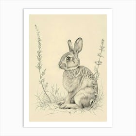 Californian Rabbit Drawing 1 Art Print
