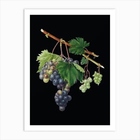 Vintage Grape from Ischia Botanical Illustration on Solid Black n.0488 Art Print
