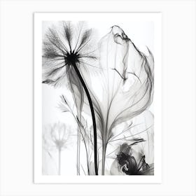 Black White Image Dandelion Art Print