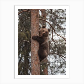 Young Bear In Tree Art Print