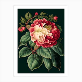 Camellia 3 Floral Botanical Vintage Poster Flower Art Print