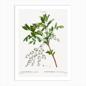 Shrub Yellowroot, Pierre Joseph Redoute Art Print