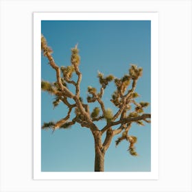 Joshua Tree Moon II on Film Art Print