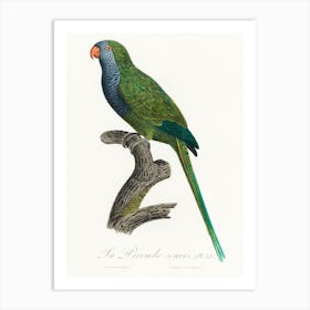 The Monk Parakeet From Natural History Of Parrots, Francois Levaillant Art Print