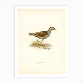 Little Crake, The Von Wright Brothers Art Print