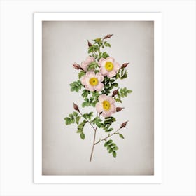 Vintage Thornless Burnet Rose Botanical on Parchment n.0237 Art Print