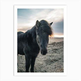 Black Pony 1 Art Print