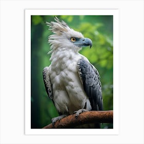 Eagle Eye View: Harpy Eagle Poster Art Print