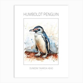 Humboldt Penguin Dunedin Taiaroa Head Watercolour Painting 1 Poster Art Print