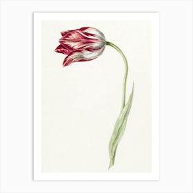 Pink Tulip, Jean Bernard Art Print