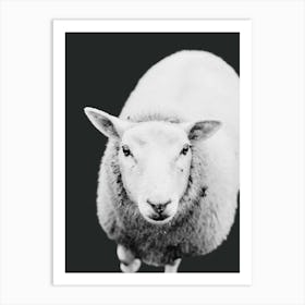 Sheep In Black And White Art Print