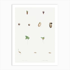 Seed Growth, Pierre Joseph Redoute Art Print