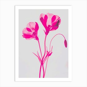 Hot Pink Cyclamen 2 Art Print