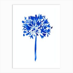 Blue Agapanthus Art Print